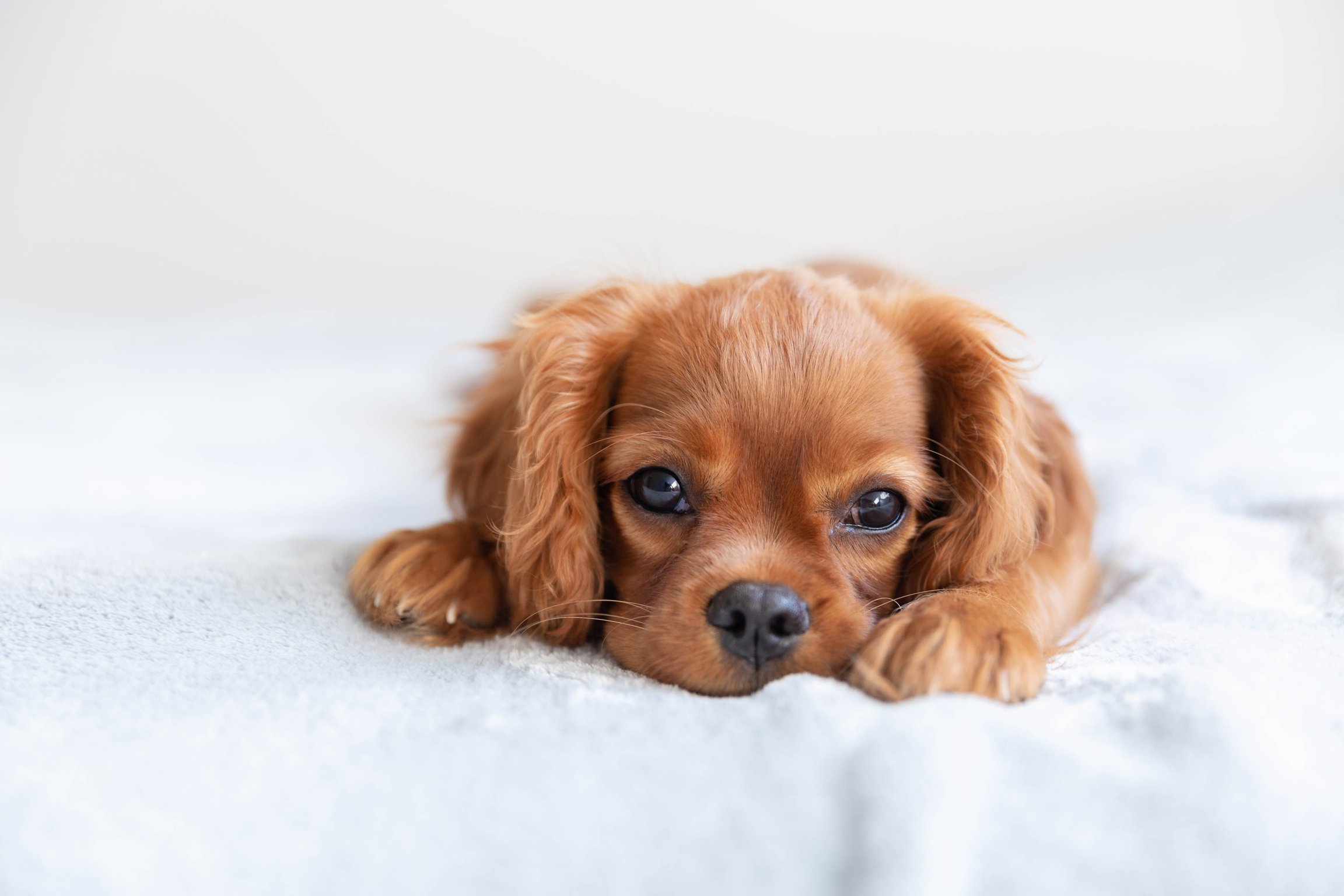 Cute puppy relaxing