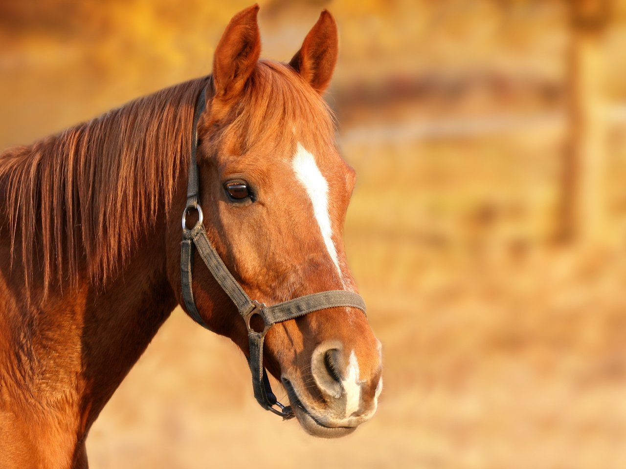 Horse in Nature