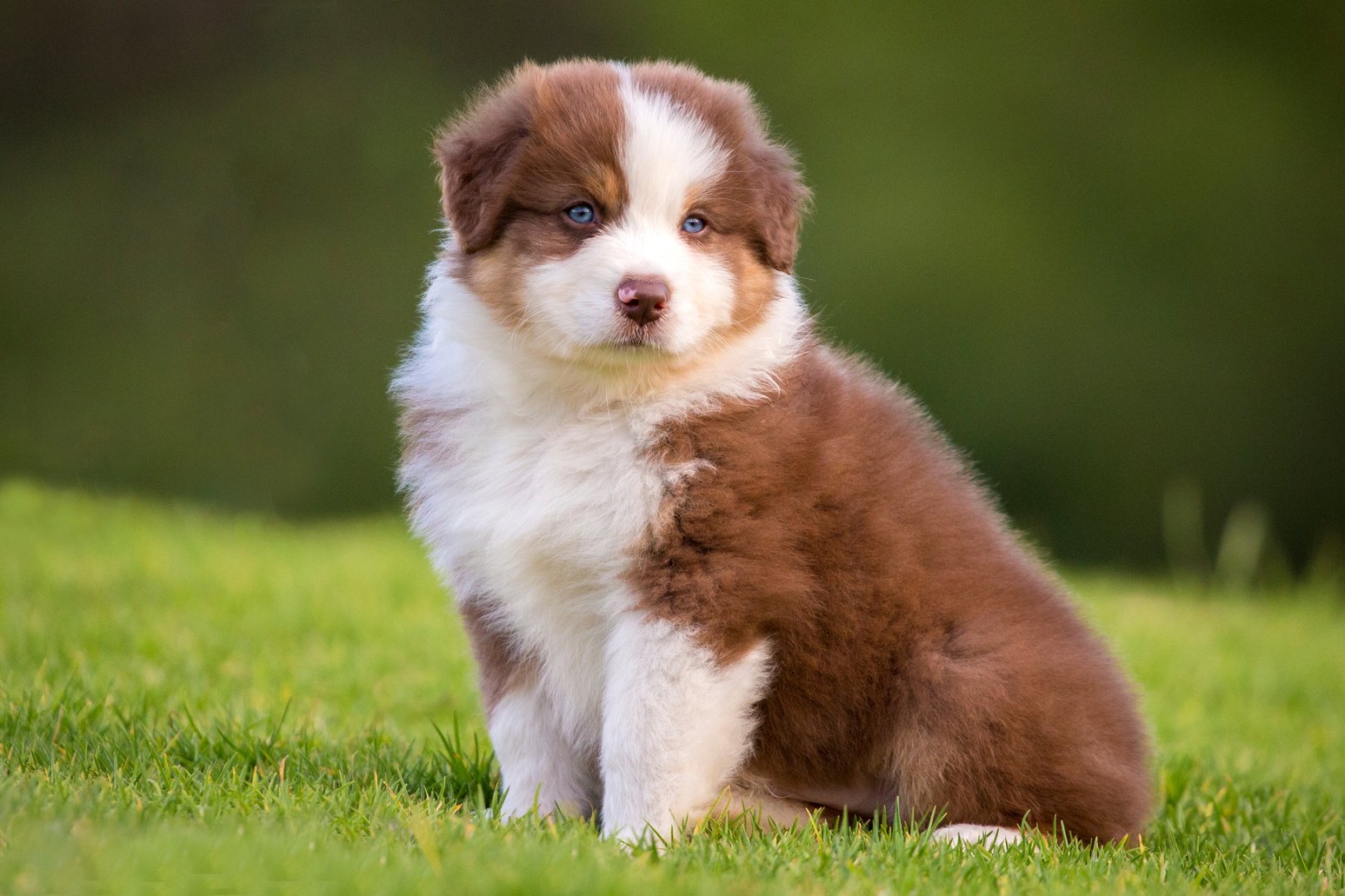 Australian Shepherd Puppy